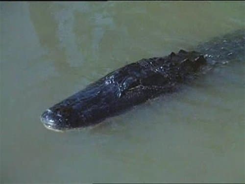 Alligator Duel - Episode 13